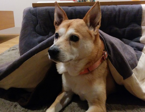 橋本様　鯖江市